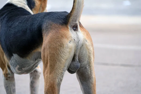 Dog ass of Thai black and brown stray dog standing on the street. dog ass hole and testicular dog, It is a dog that lives on the streets or temple and does not have an owner.