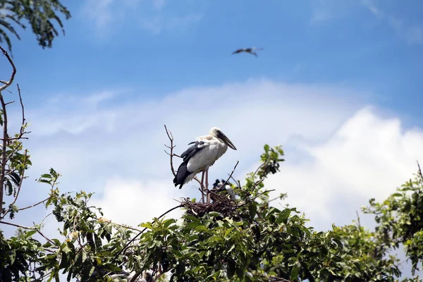 A open billed stork bird perch at the top of the tree on blue sky and white cloud background. A black and white color of Asian openbill bird on the green tree.