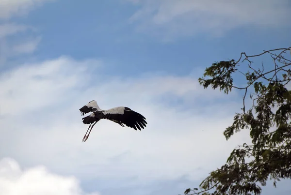 一种开着嘴的鹤鸟 在蓝天和白云背景的天空中飞翔 树枝的顶部 — 图库照片