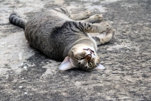 猫の縞模様のコンクリートの地面に横たわっていた 灰色のモルタルの床の上の灰色の猫の睡眠 — ストック写真