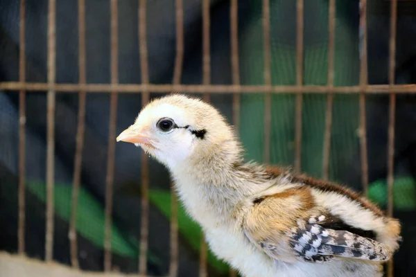 Bebek Odasındaki Piliç Isınmak Için Ampullerin Altında Yumurtadan Yeni Çıkmış — Stok fotoğraf