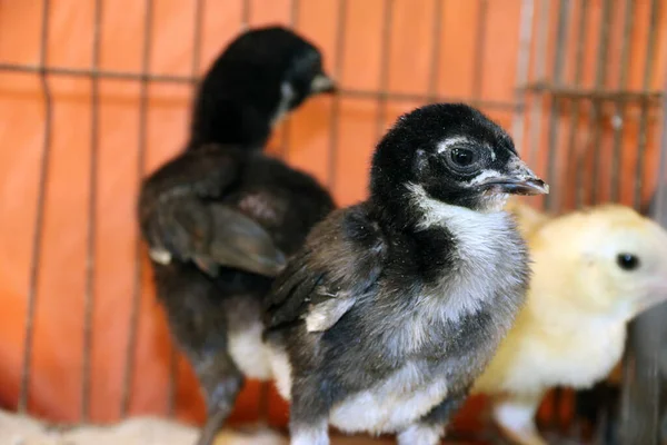 Chick Nursery Bawah Lampu Bohlam Untuk Kehangatan Baru Menetas Unggas — Stok Foto