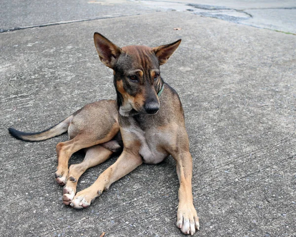 Thai Black Brown White Color Stray Dog Laying Street Dog — Stock Photo, Image