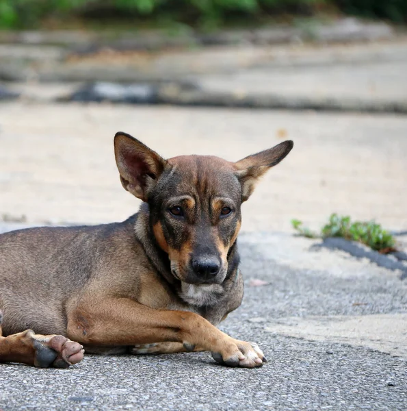 Thai Black Brown White Color Stray Dog Laying Street Dog — Stock Photo, Image