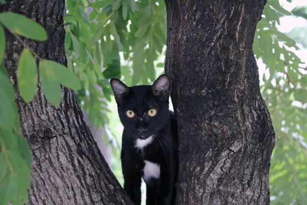 Black White Color Cat Black Mostly White Points Small Green — Stock Photo, Image