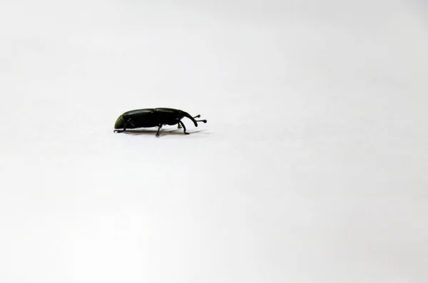 Mini Insecte Noir Sur Sol Blanc Insecte Est Petit Arthropode — Photo