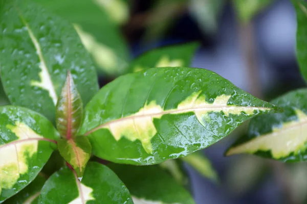 Hojas Húmedas Planta Caricatura Después Lluvia Hoja Verde Color Blanco — Foto de Stock