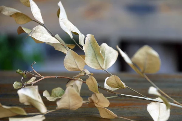 Сухие Ветви Листья Светло Коричневого Цвета Деревянном Столе Красивый Сухой — стоковое фото
