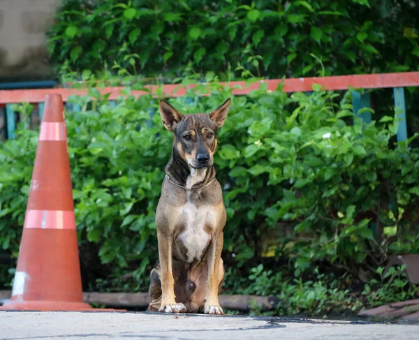 Thai Black Brown White Color Stray Dog Sitting Traffic Cone — Stock Photo, Image