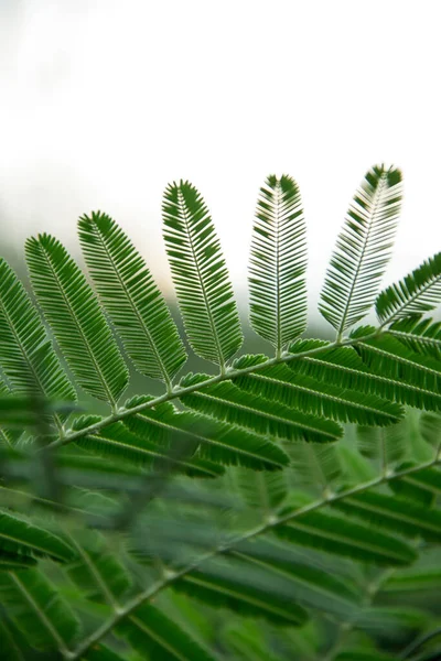 Les Petites Feuilles Sont Incluses Dans Les Mêmes Pétioles Modèle — Photo