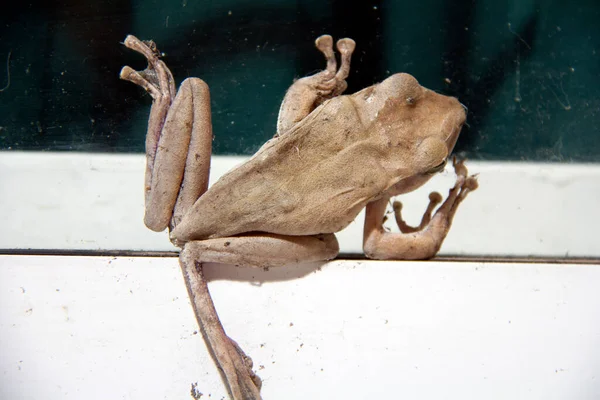 Brown color of Golden tree frog climb on the glass with white aluminum door. Common tree frog, Its natural habitats are subtropical or tropical dry forests.