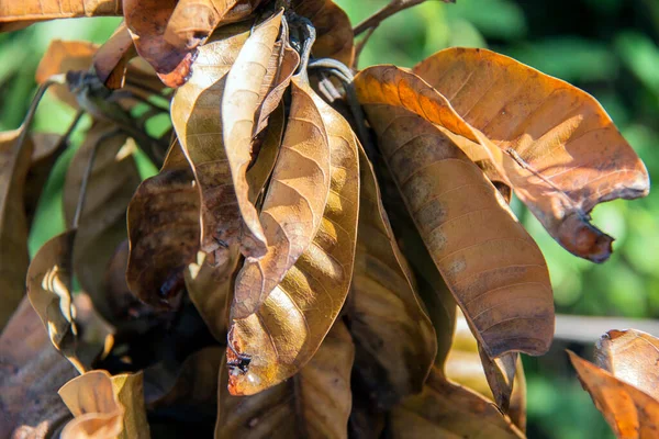 Коричневые Сухие Листья Манго Растения Солнечным Светом Зеленом Фоне Сухие — стоковое фото