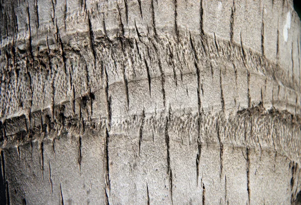 Текстура Ствола Кокосового Дерева Шаблон Коричневого Стебля Кокосового Дерева — стоковое фото