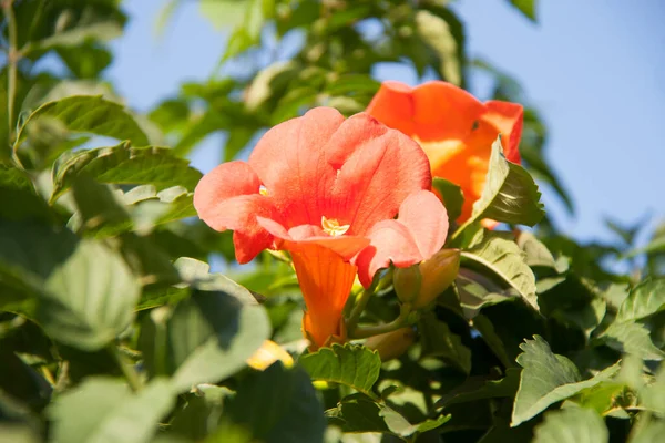 Kwiat Rodników Campsis Drzewie Trąbka Creeper Jest Gatunkiem Kwitnącej Rośliny — Zdjęcie stockowe