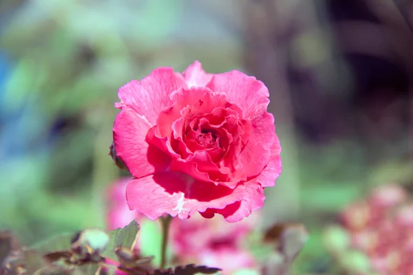 红玫瑰在绿树上开花 玫瑰是一种多刺的灌木或灌木 通常带有红色 黄色或白色 作为观赏植物广泛生长 — 图库照片