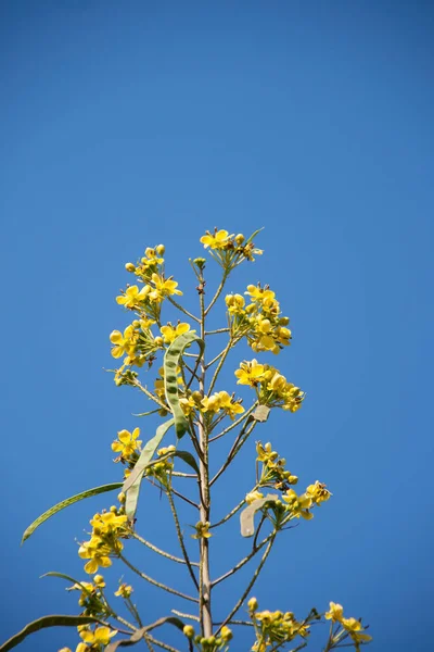 Canola Flower Blue Sky Background Yellow Flower Blooming Blue Sky — Stock Photo, Image