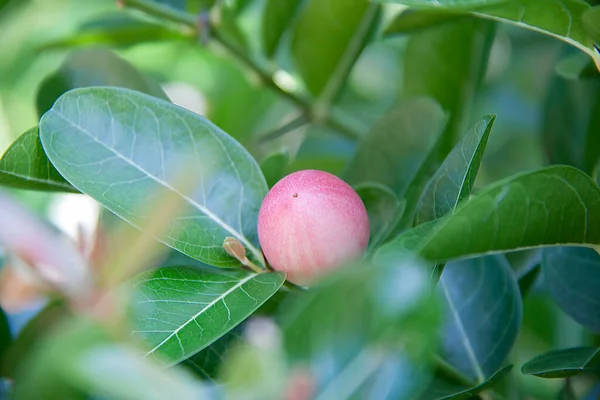 Frutos Karonda Hojas Verdes Árbol Frutos Tropicales Tailandia Sudeste Asiático — Foto de Stock