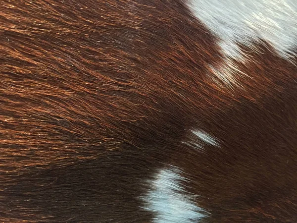 Closeup the wool of cow, the pattern color is white and brown. it is the hair forming the coat of animal.