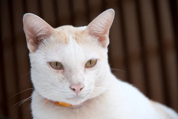 背景の茶色にオレンジ色の襟付きの白とオレンジの猫 猫は小さな家畜化された肉食性の哺乳動物で 柔らかい毛皮 短い鼻先 そして回復性の爪を持っています ペットとして またはマウスを捕まえるために広く保管されており 多くの品種が開発されています — ストック写真