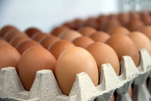 Chicken egg put perspective lined in the paper egg tray. Many reddish yellow egg row up on the paper egg tray.