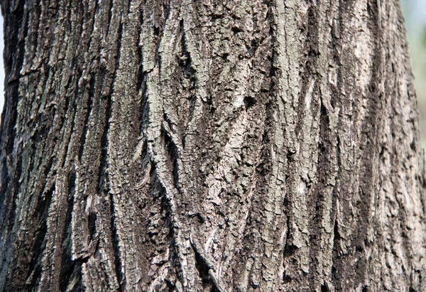 Texture Dry Tree Bark Close Brown Gray Tree Surface Day — Stock Photo, Image