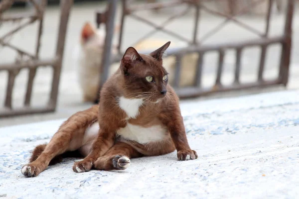 棕色和白色的猫躺在水泥地上 它是一种家养的小型食肉哺乳动物 皮毛柔软 鼻孔短 作为宠物被广泛饲养 — 图库照片