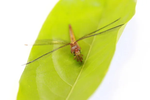 Libélula Folha Verde Fundo Branco Inseto Predador Longo Encorpado Voador — Fotografia de Stock