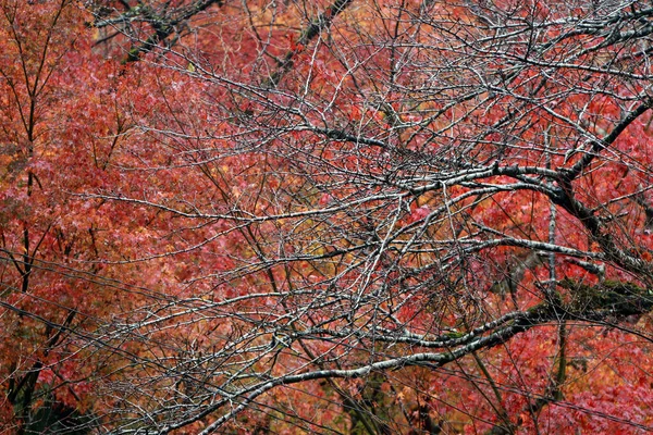 Ветви Деревьев Листьев После Дождя Фоне Красных Листьев Дереве Леса — стоковое фото