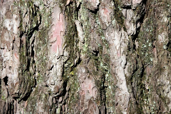 Textura Corteza Árbol Con Musgo Seco Primer Plano Superficie Marrón — Foto de Stock