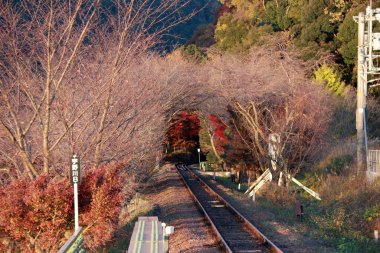 Sagano Manzaralı Demiryolu 'ndaki sonbahar manzarası. Arashiyama, Japonya 'daki Sagano romantik treni için..