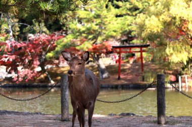Japonya 'nın Nara kentindeki parkta geyik ayaklı arka plan suyu ve sonbahar bahçesi. Park özgürce dolaşan yüzlerce geyiğe ev sahipliği yapıyor..