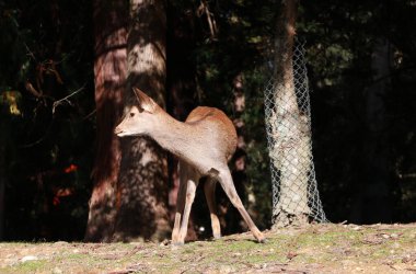 Japonya 'nın Nara kentindeki parkta gün ışığında duran geyik. Park özgürce dolaşan yüzlerce geyiğe ev sahipliği yapıyor.. 