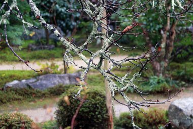 Ağacın yosunlu dalını ve arka bahçesini kapatın. thallophytic bitki ağaç dalı kaplamak ve odak doğa parkı arka plan.