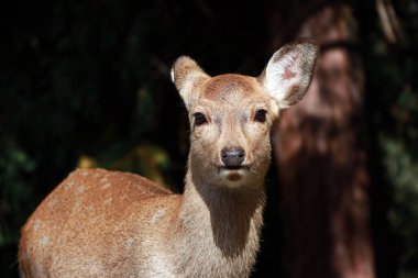 Japonya, Nara 'daki parkta duran geyik. Park özgürce dolaşan yüzlerce geyiğe ev sahipliği yapıyor.. 
