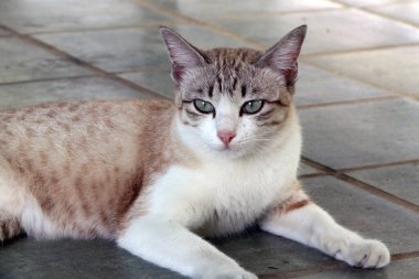 Kahverengi çizgili, beyaz renkli kedi yerde yatıyor. Yumuşak kürklü, kısa burunlu ve geri çekilebilir pençeli küçük evcil etobur bir memeli. Evcil hayvan olarak ya da fare yakalamak için kullanılır ve birçok tür geliştirilmiştir..