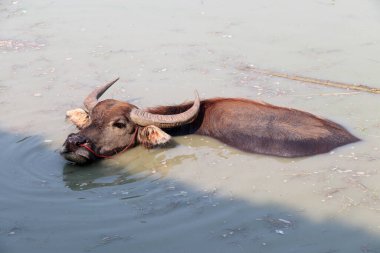 Suda Tayland bufalosu, serinlemek için banyo yapar. Tropikal bölgelerde yük hayvanı olarak kullanılan ağır geri çekilen boynuzları olan büyük siyah evcil bir bufalo..