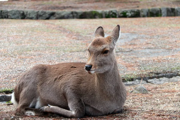 Cerf Couché Sur Gazon Parc Nara Japon Parc Abrite Des — Photo