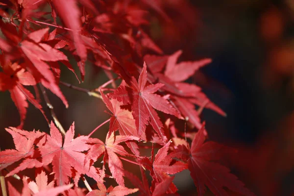 Red Japanese Maple Leaf on the tree with sunlight. The leaves change color from green to yellow, orange and red in autumn.