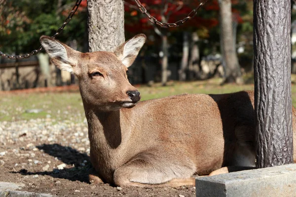 Cerf Couché Sur Gazon Parc Nara Japon Parc Abrite Des — Photo