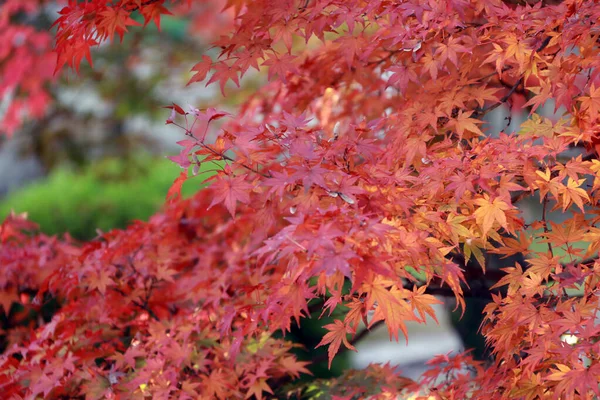 Folha Bordo Japonesa Vermelha Ramo Árvore Com Luz Solar Folhas — Fotografia de Stock