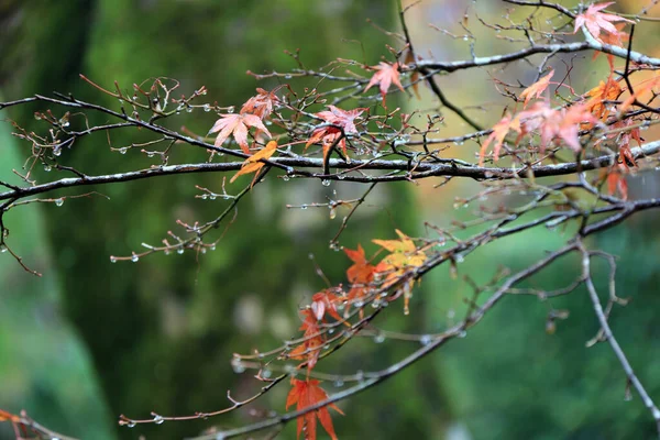 Vörös Narancssárga Japán Juharfalevél Ágon Eső Után Levelek Színe Ősszel — Stock Fotó