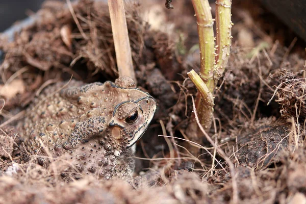 Toprağa Gömülmüş Kurbağa Kuyruksuz Bir Amfibi Kısa Şişman Gövdesi Kısa — Stok fotoğraf
