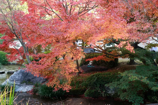 Red Japanese Maple Leaf on branch of the tree in the garden. The leaves change color from green to yellow, orange and red in autumn.