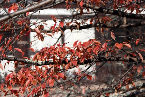 Κόκκινο Γιαπωνέζικο Φύλλο Στο Κλαδί Του Δέντρου Φύλλα Αλλάζουν Χρώμα — Φωτογραφία Αρχείου
