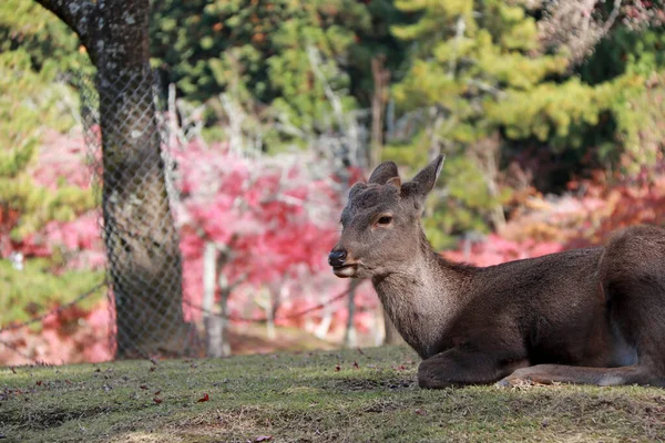 Cerf Couché Sur Gazon Parc Nara Japon Parc Abrite Des — Photo