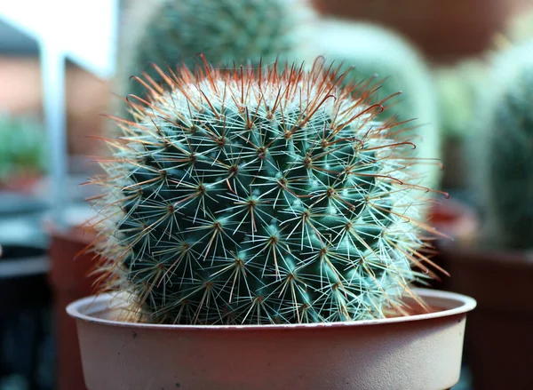 Mini Cactus grown in the brown pot. a succulent plant with a thick, fleshy stem that typically bears spines, lacks leaves, and has brilliantly colored flowers. Cacti are native to arid regions of the New World and are cultivated elsewhere, especially