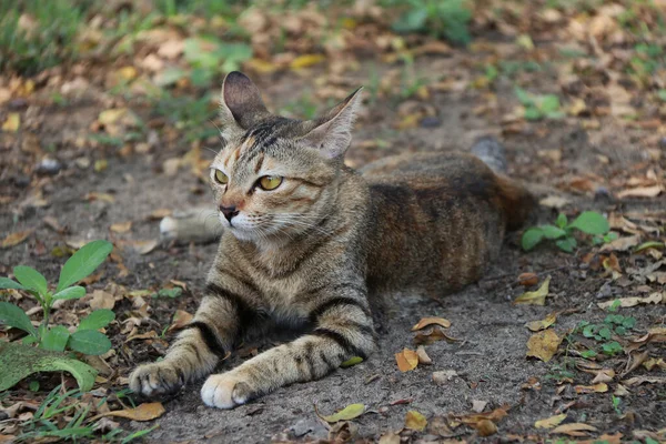 정원에 줄무늬 고양이 고양이는 부드러운 주둥이 발톱을 가축화 동물이다 — 스톡 사진