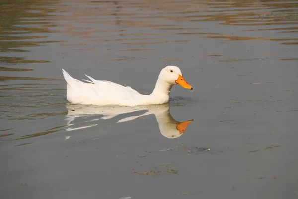 湖でアヒルの水泳の白い色と水に反映されます それは 浅黒い翼を持つ水鳥で 足は短く 足は互いに互い違いである — ストック写真