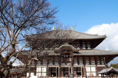 Zoshicho, Nara, Japonya, 21 Kasım 2017: Kuru ağaç ve budist kilisesi, mavi gökyüzü arka planında Todaiji Tapınağı 'nın en büyük meşe ağacından yapılmıştır..