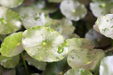 Sentella bitkisinin dokusu, yeşil Asya yaprağı deseni.